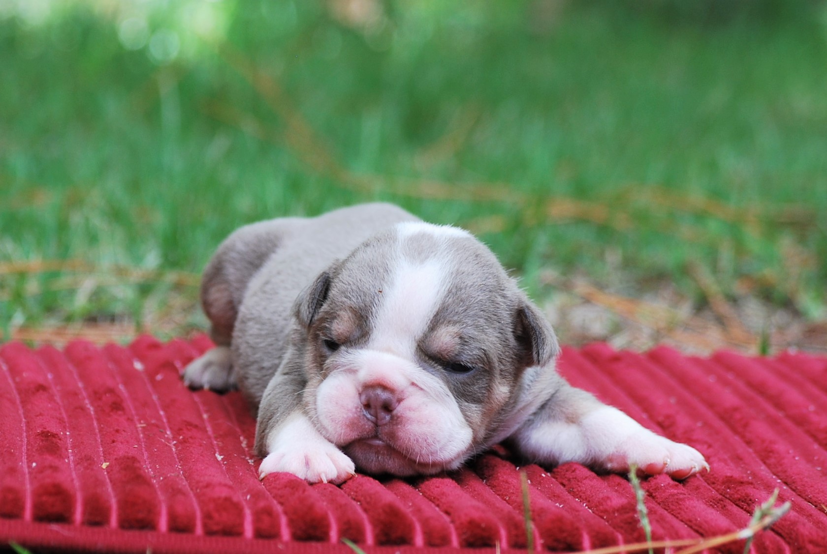 Lilac Tri Olde English Bulldogge Puppies For Sale