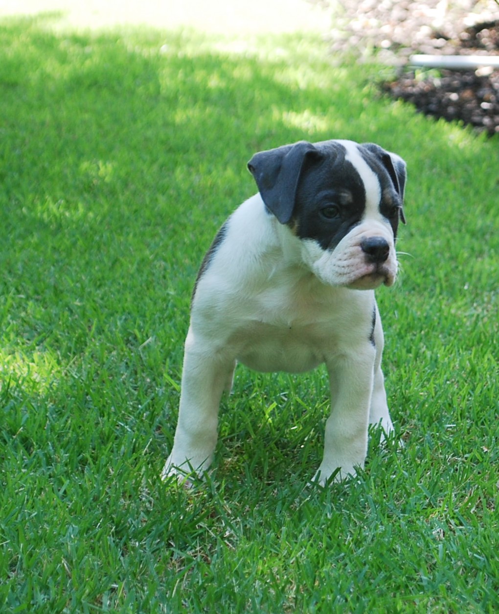 Blue Tri Olde English Bulldogge Puppies For Sale