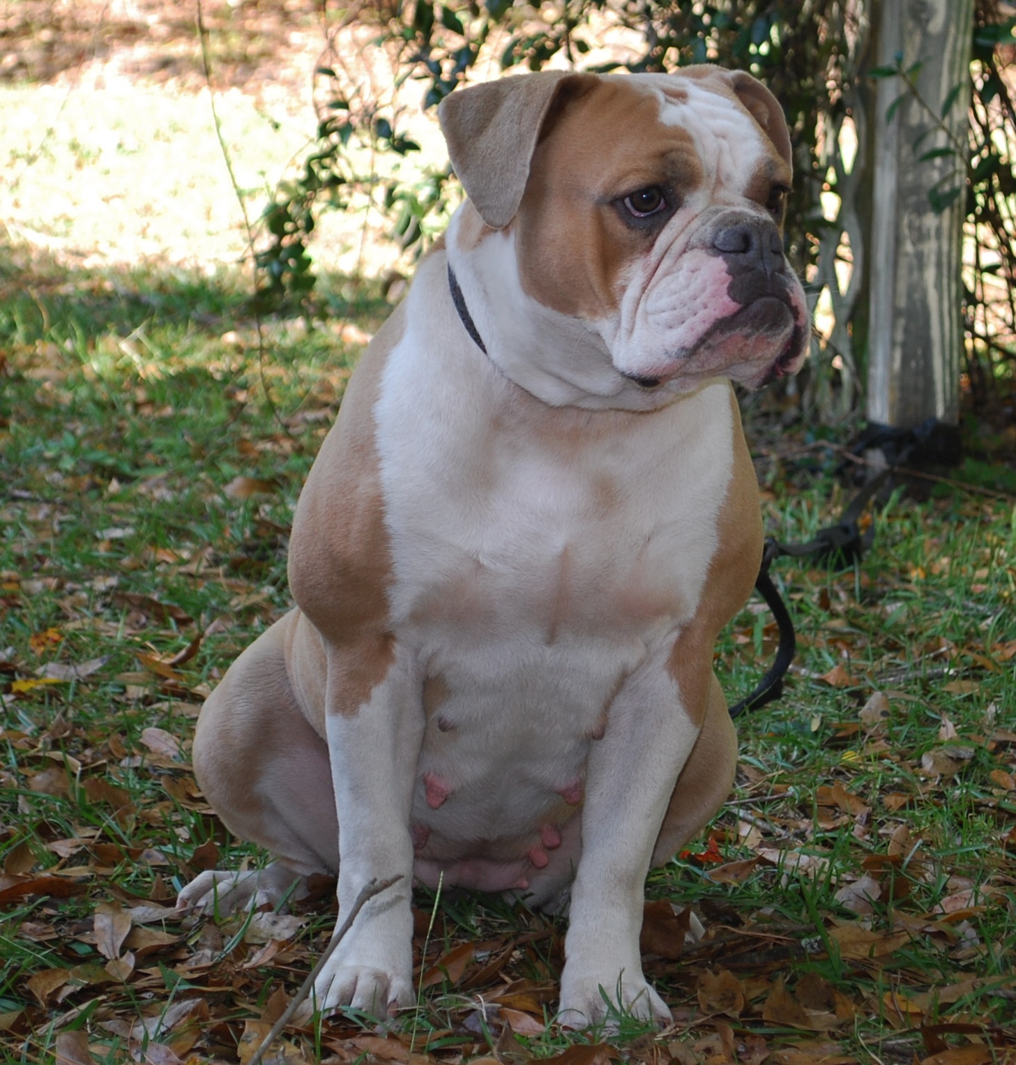 Featured image of post Charakter Old English Bulldog