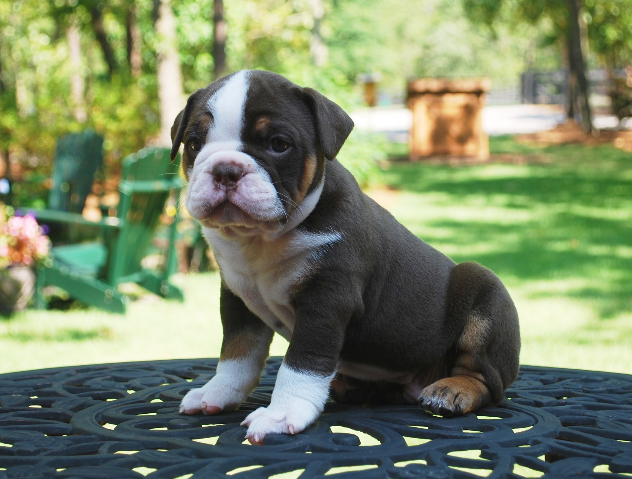 Dark Chocolate Tri Olde English Bulldogge Puppies For Sale