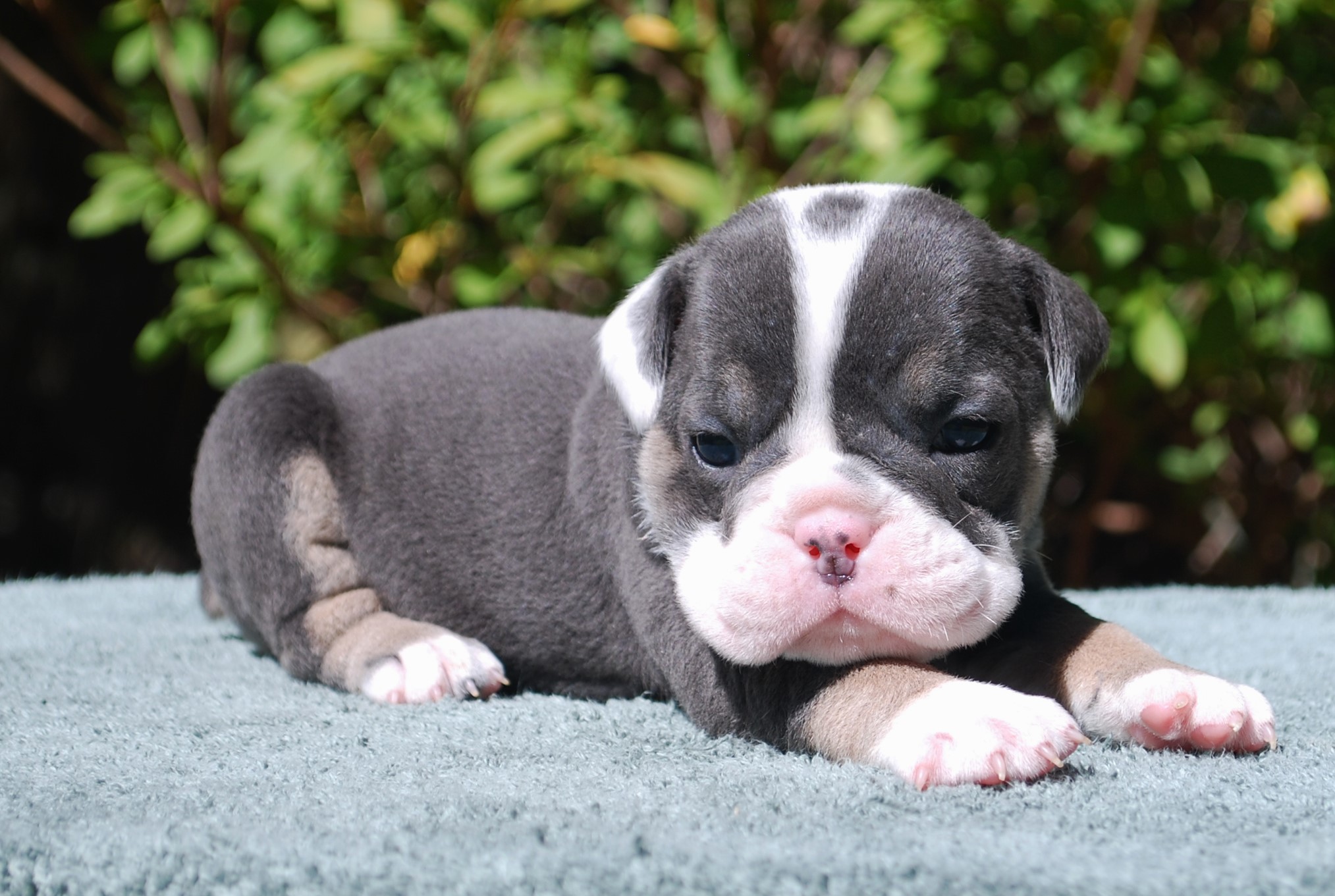 39 Best Pictures English Bulldog Puppies For Sale In Nc English