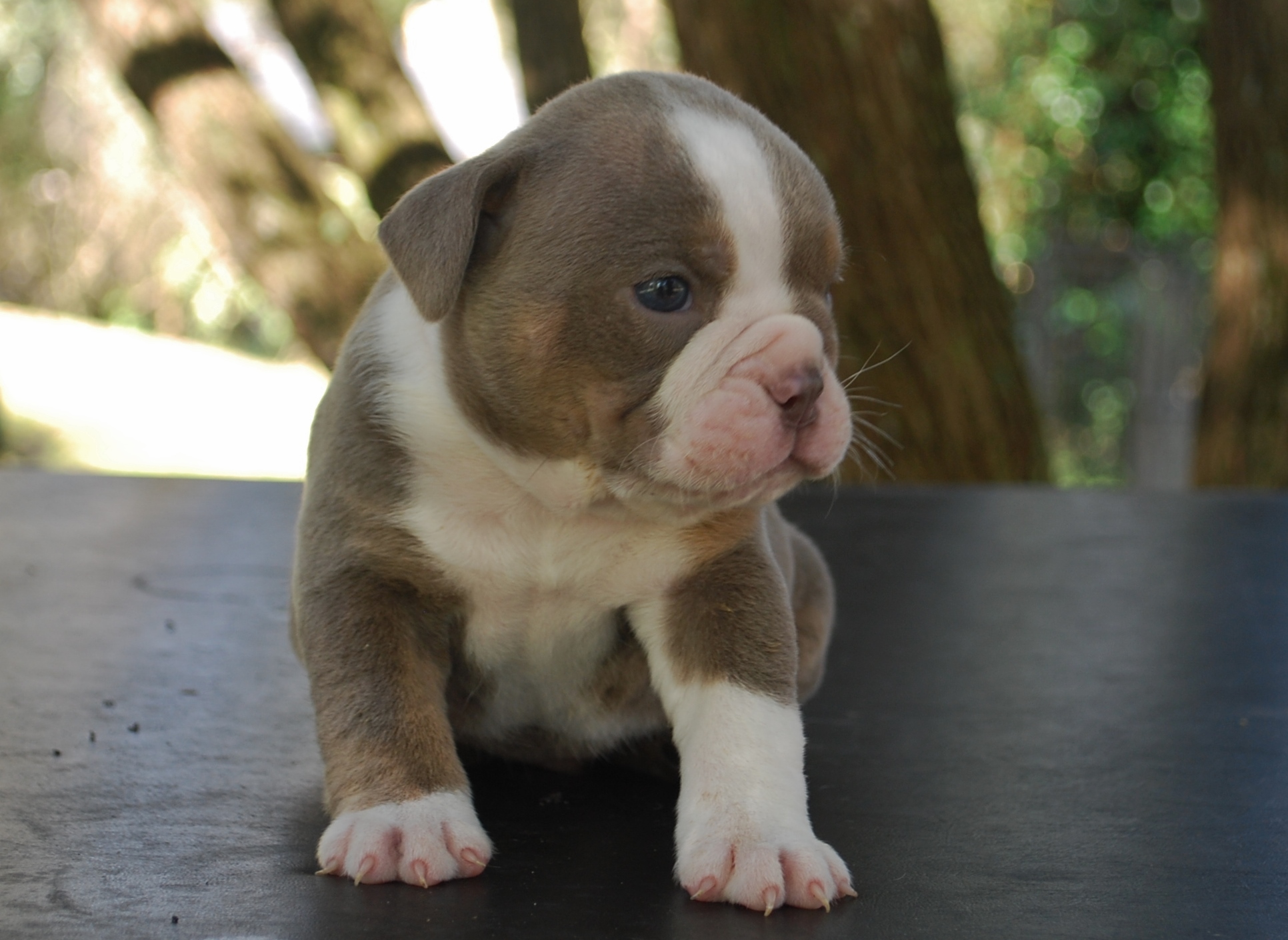 old-english-bulldog-puppies-fraud-alert