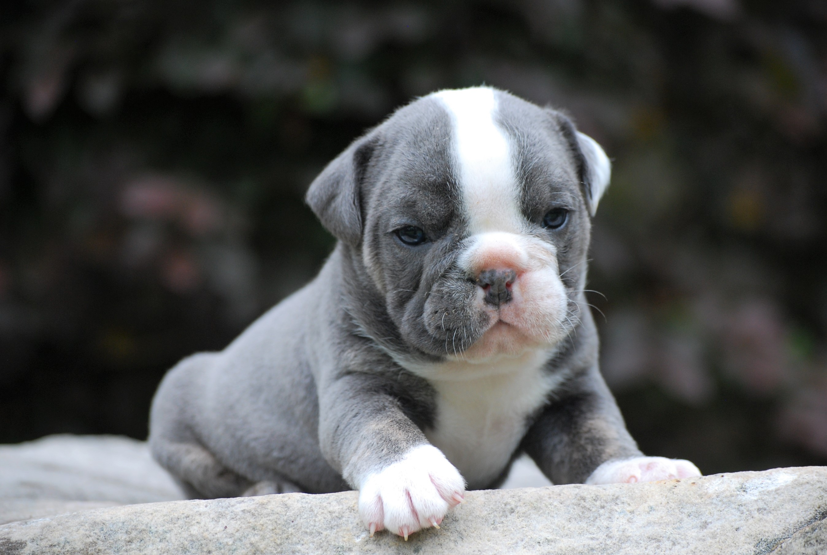 English bulldog nc 