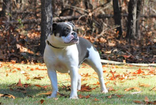 Old English Bulldog Adult Dog Abbey