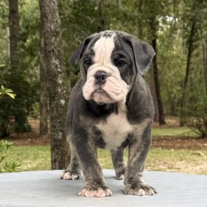 Old English Bulldog Puppy 
