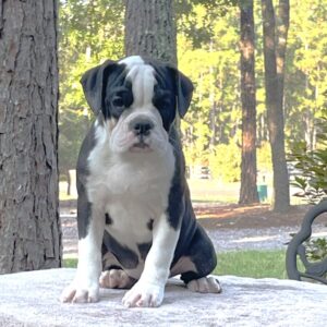 Old English Bulldog Puppy 