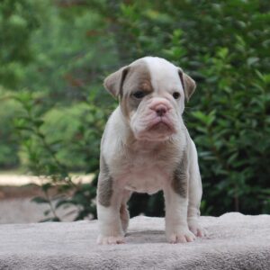 Old English Bulldog Adult Dog Honey