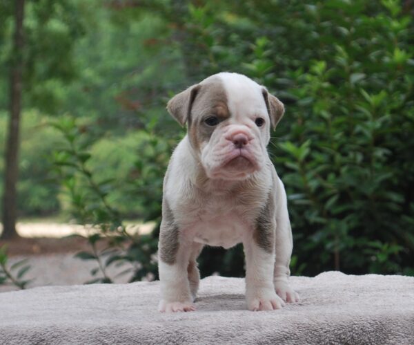 Old English Bulldog Adult Dog Honey