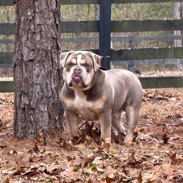 Old English Bulldog Adult Dog Angus