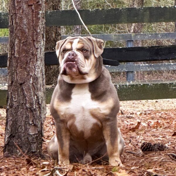 Old English Bulldog Adult Dog Angus