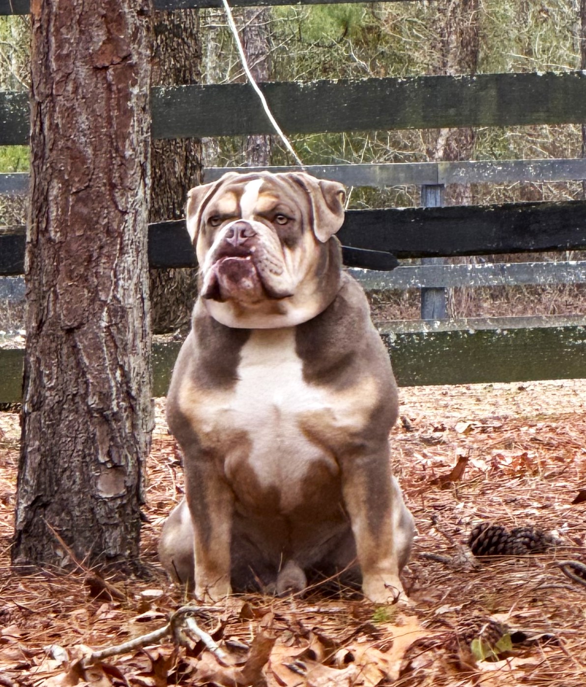 Angus1year2 - Olde South Bulldogges