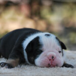 Old English Bulldog Adult Dog Jasper