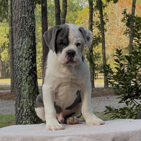 Old English Bulldog Adult Dog Arthur