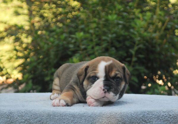 Old English Bulldog Adult Dog Bailey