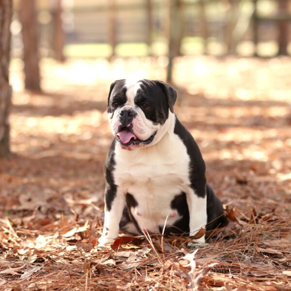 Old English Bulldog Adult Dog Alice