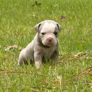 Old English Bulldog Adult Dog Betty lou