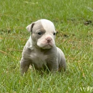 Old English Bulldog Adult Dog Bobbie Jo