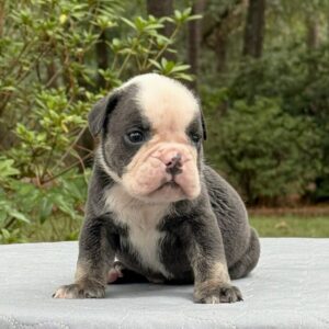 Old English Bulldog Adult Dog Bodie