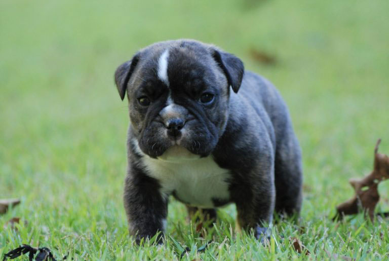 Olde English Bulldogge Puppy Colors | Olde South Bulldogges