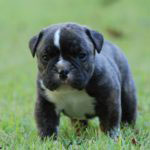 Old English Bulldog Adult Dog Bogie