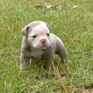 Old English Bulldog Puppy 