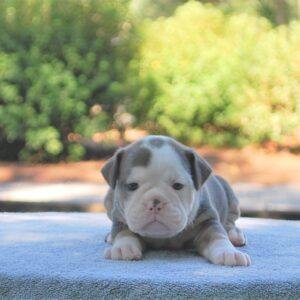 Old English Bulldog Adult Dog Brandi