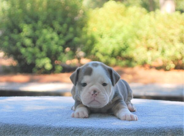 Old English Bulldog Adult Dog Brandi