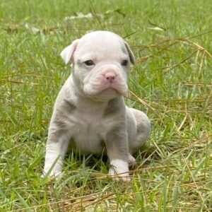 Old English Bulldog Adult Dog Buster II