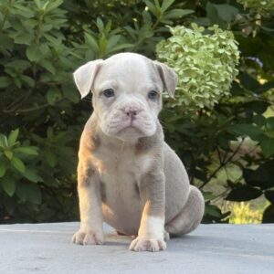 Old English Bulldog Adult Dog Buster II