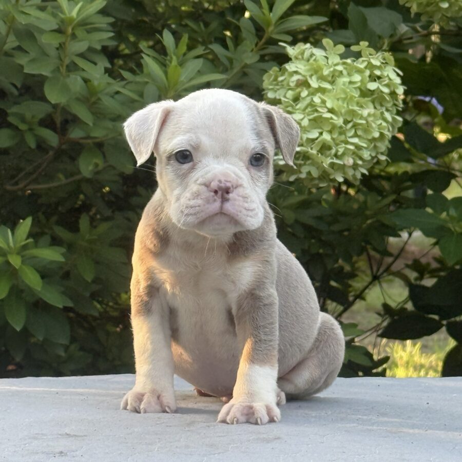 Buster II