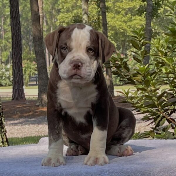 Old English Bulldog Adult Dog Candy