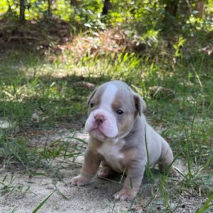 Old English Bulldog Adult Dog Carly