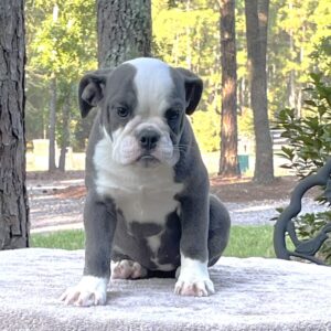 Old English Bulldog Adult Dog Charlotte