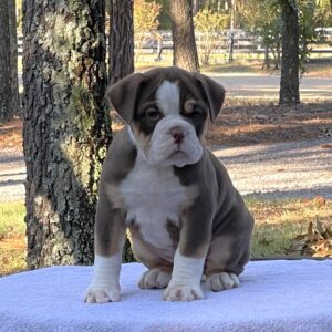 Old English Bulldog Adult Dog Caroline