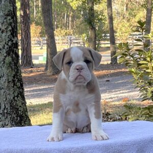 Old English Bulldog Adult Dog Honey