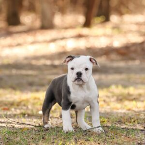 Old English Bulldog Adult Dog Celia