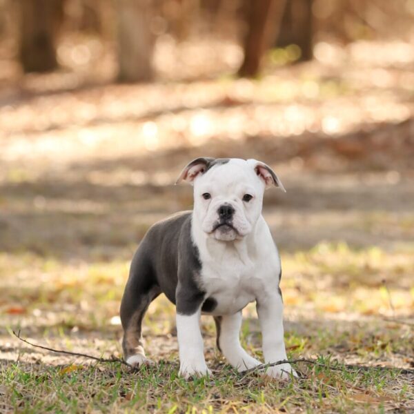 Old English Bulldog Adult Dog Celia