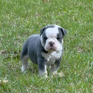 Old English Bulldog Puppy 
