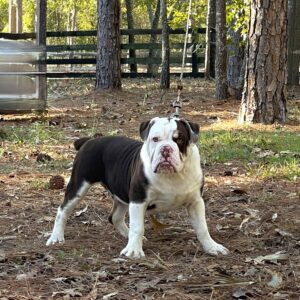 Old English Bulldog Puppy 