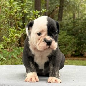 Old English Bulldog Adult Dog Darcy