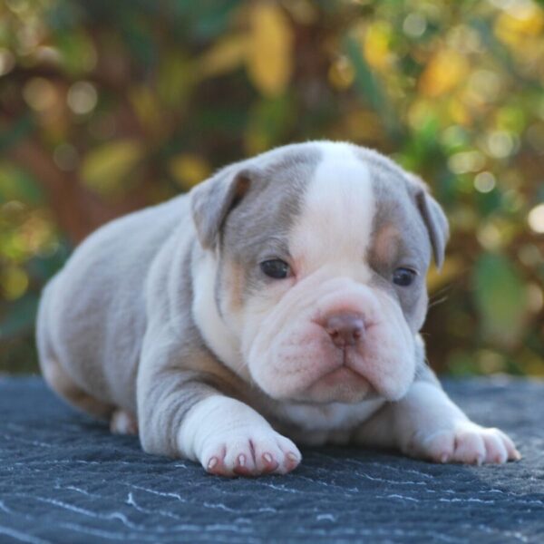 Old English Bulldog Adult Dog Dory