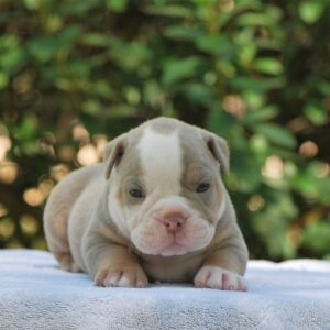 Old English Bulldog Adult Dog Dottie