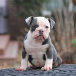 Old English Bulldog Adult Dog Flora