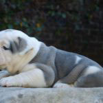 Old English Bulldog Adult Dog Flower