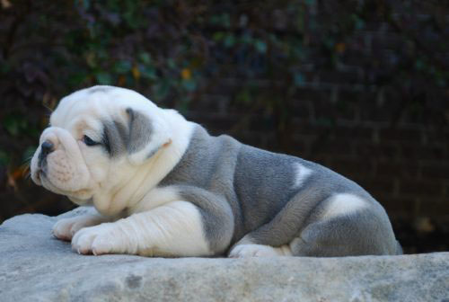 Old English Bulldog Adult Dog Flower