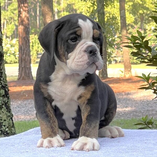 Old English Bulldog Adult Dog Franklin