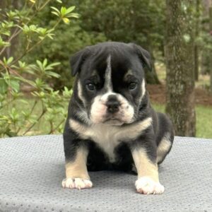 Old English Bulldog Puppy 