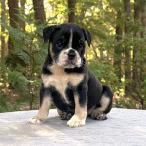 Old English Bulldog Puppy 