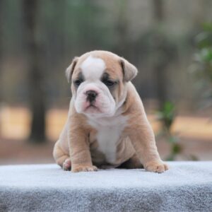 Old English Bulldog Adult Dog Gunther