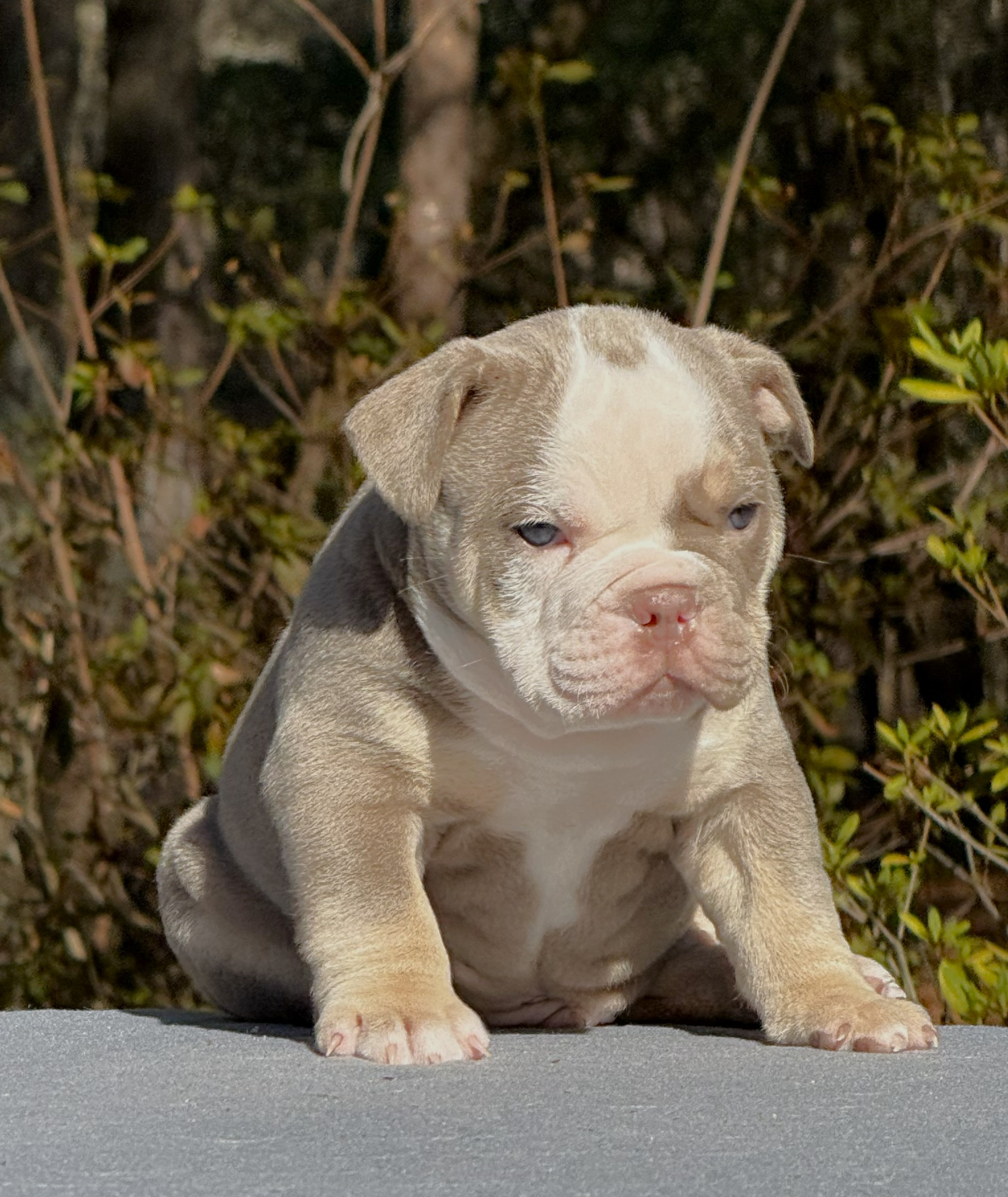 We Took Griff Home 3 Weeks ago
